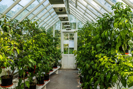 Maximizing Your Greenhouse: 5 Tips for Growing Plants All Year Round